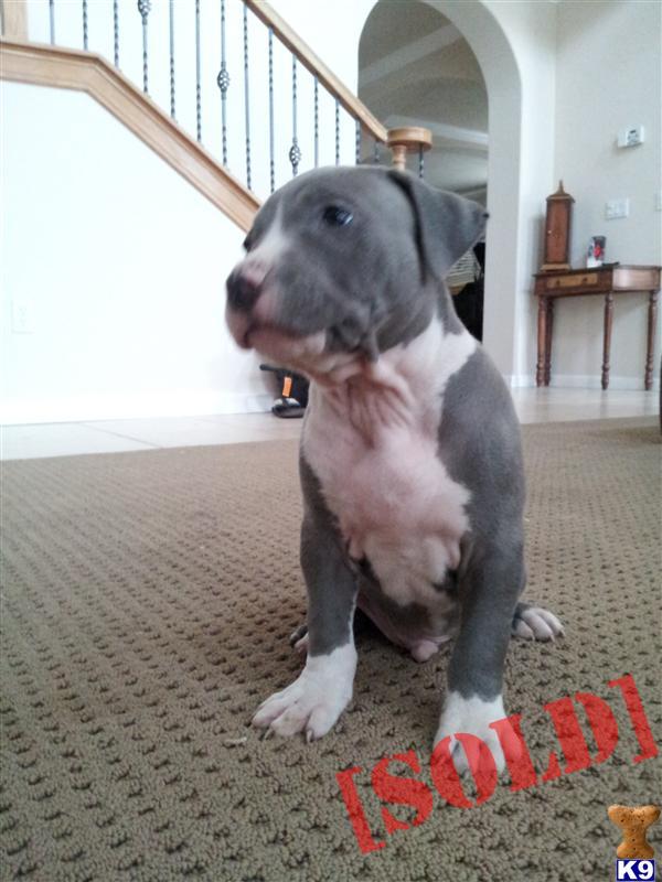 blue nose  ADBA APBR UKC PR puppies